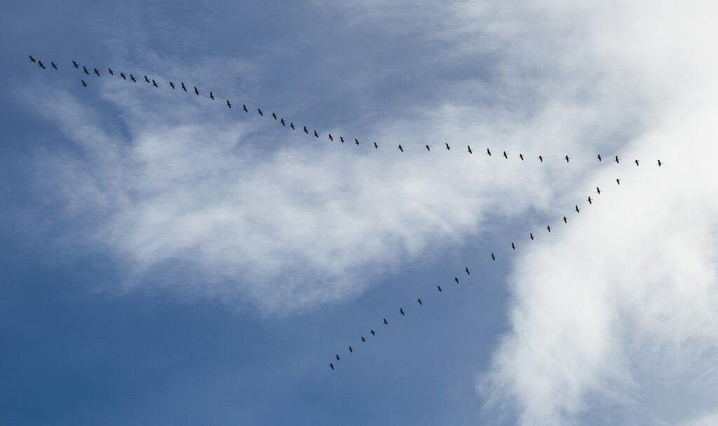 Auf dem Bild sind Vögel in einer V-Flugformation zu sehen. Ein Vogelschlag als außergewöhnliche Gründe
