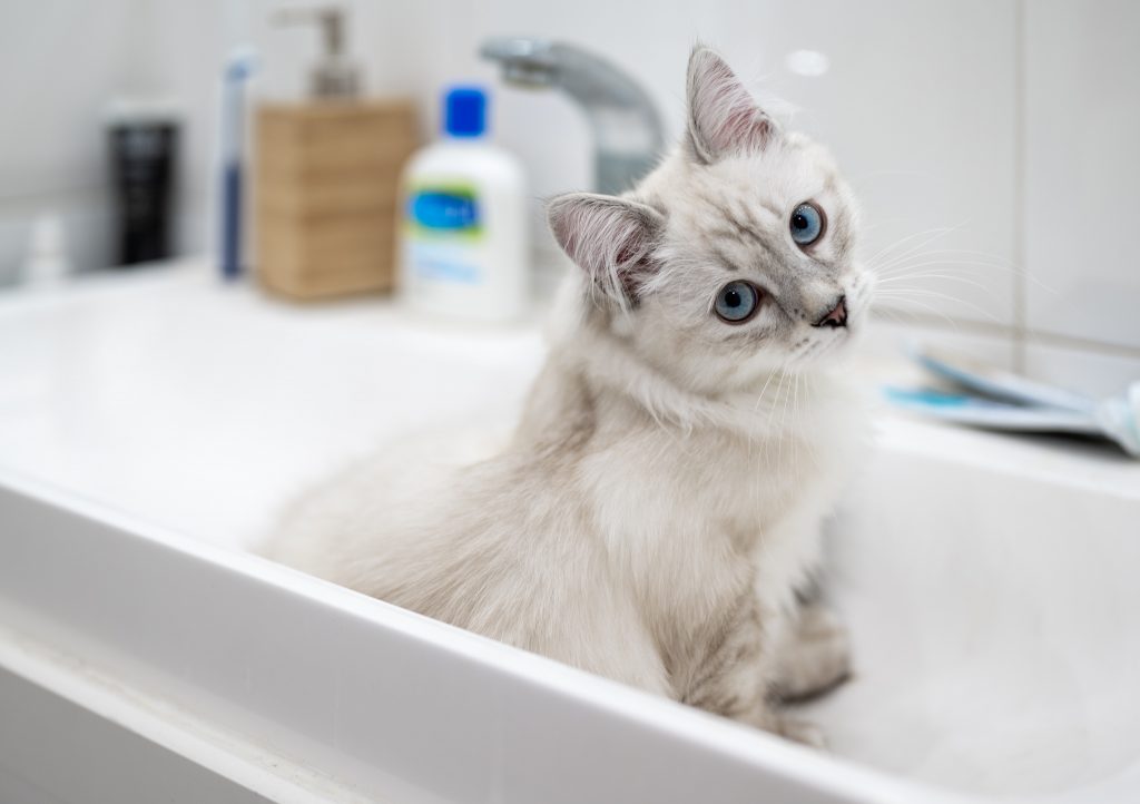 Man sieht eine Katze, welche im Waschbecken sitzt und liebevoll schaut.