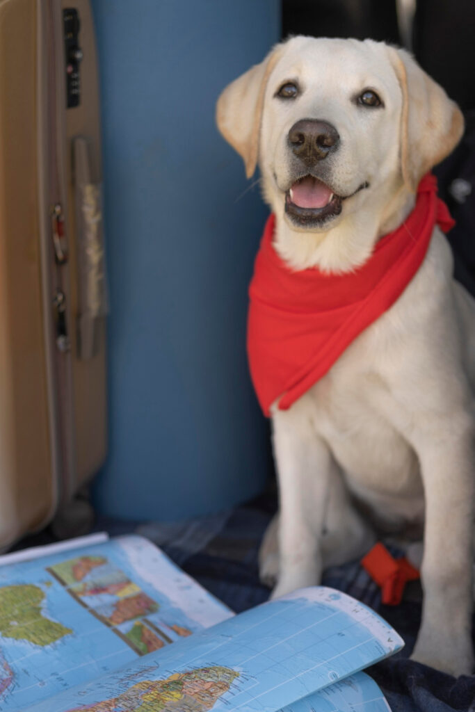 Hund im Flugzeug vor Weltkarte