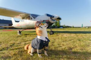Hund in Pilotenkostüm vor Sportflugzeug