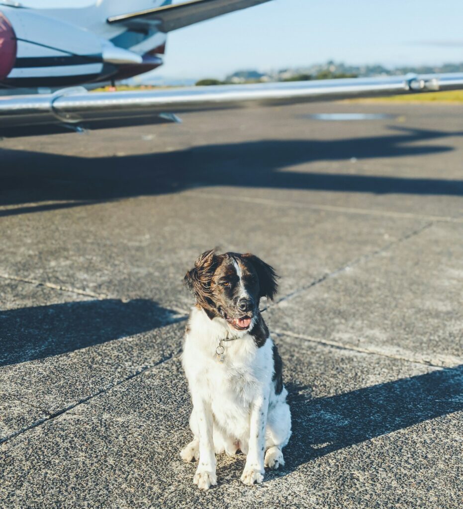 Hund vor Flugzeug 